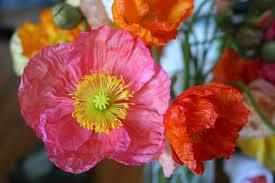 Poppies traditional birth flower for the month of August